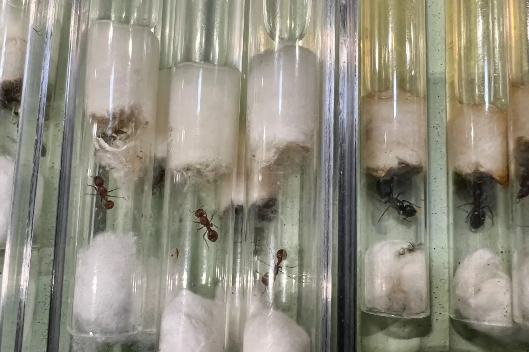 Lekapcsolták egy kínai állampolgárt, miután több ezer hangyát próbált kicsempészni Kenyából