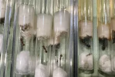 Lekapcsoltak egy kínai állampolgárt, miután több ezer hangyát próbált kicsempészni Kenyából