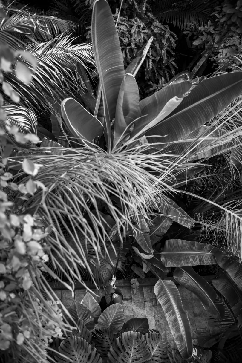 Csongor levágja az elszáradt pálmaleveleket / Üvegházi csendélet – Fotó: Urbán Ádám