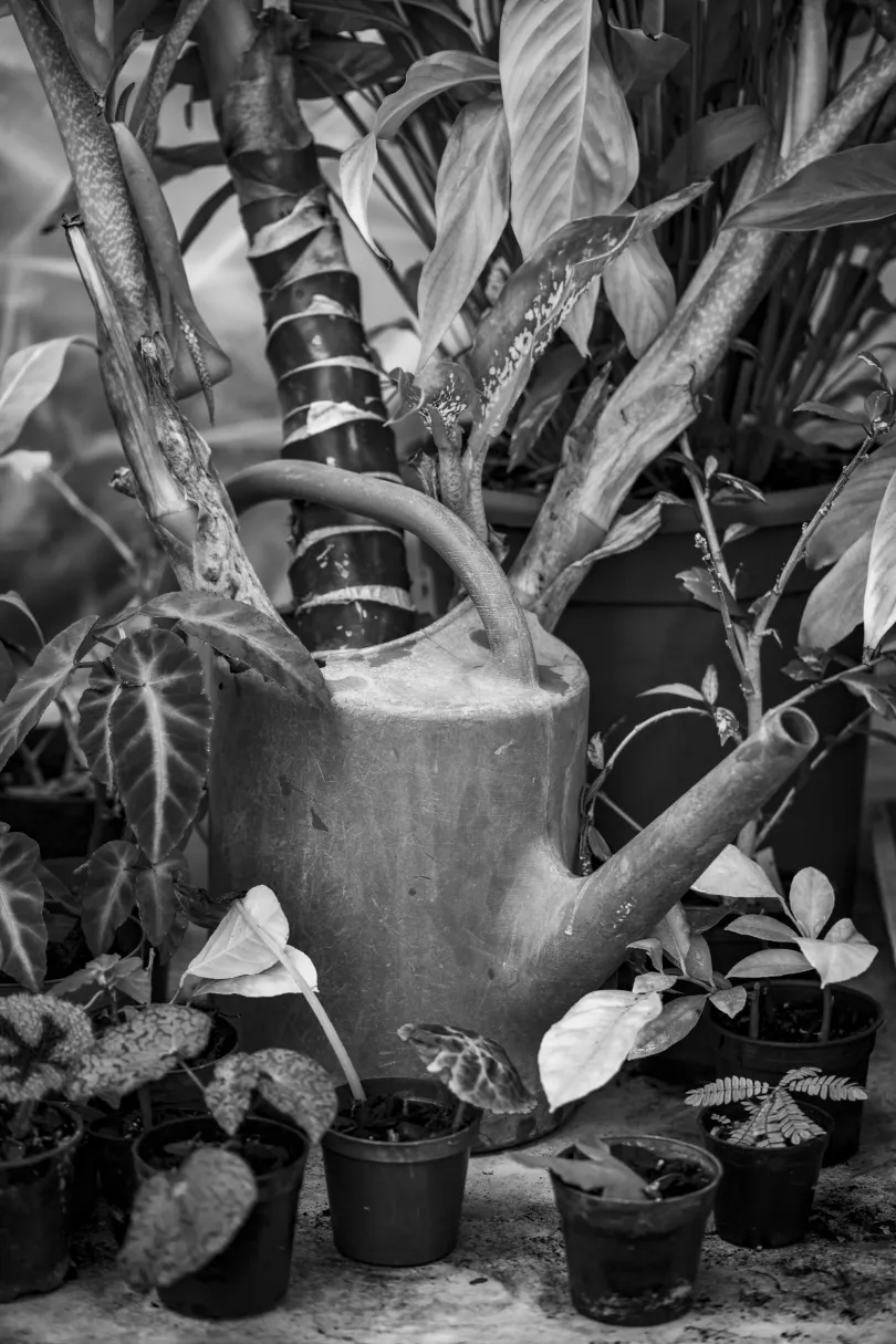 Csongor levágja az elszáradt pálmaleveleket / Üvegházi csendélet – Fotó: Urbán Ádám