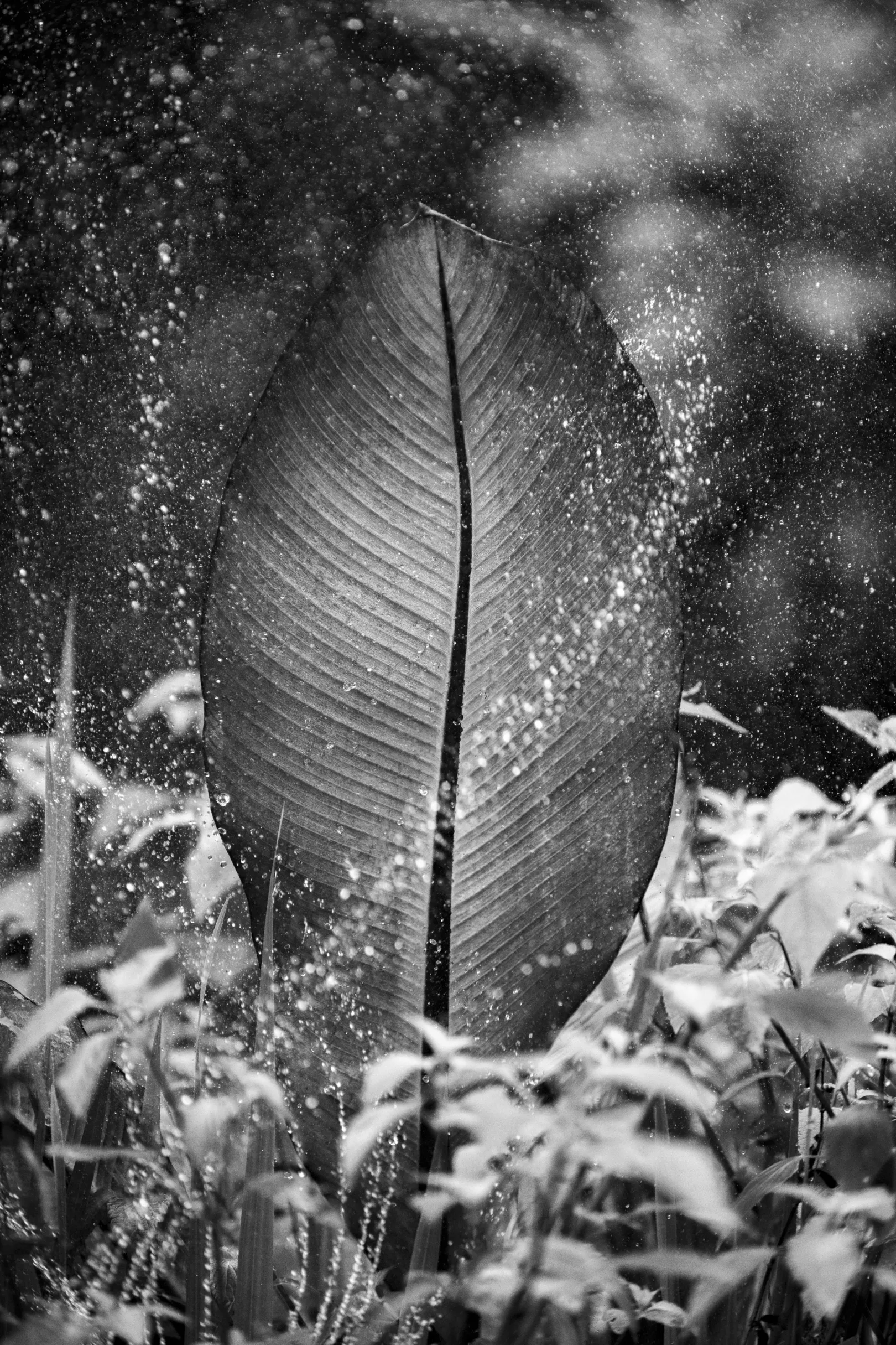 Rendszeres öntözés nélkül ma már egyre kevésbé lehet zöld, viruló kertet fenntartani – Fotó: Urbán Ádám