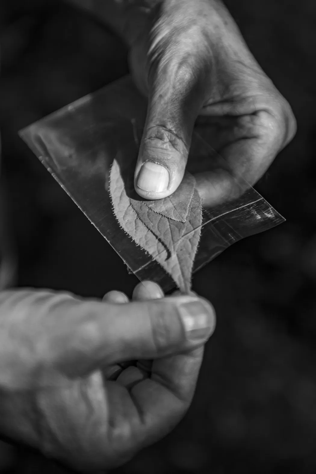 István levélmintákat gyűjt. A botanikus kertek klasszikus feladatai közé tartozik a növényhatározás – Fotó: Urbán Ádám