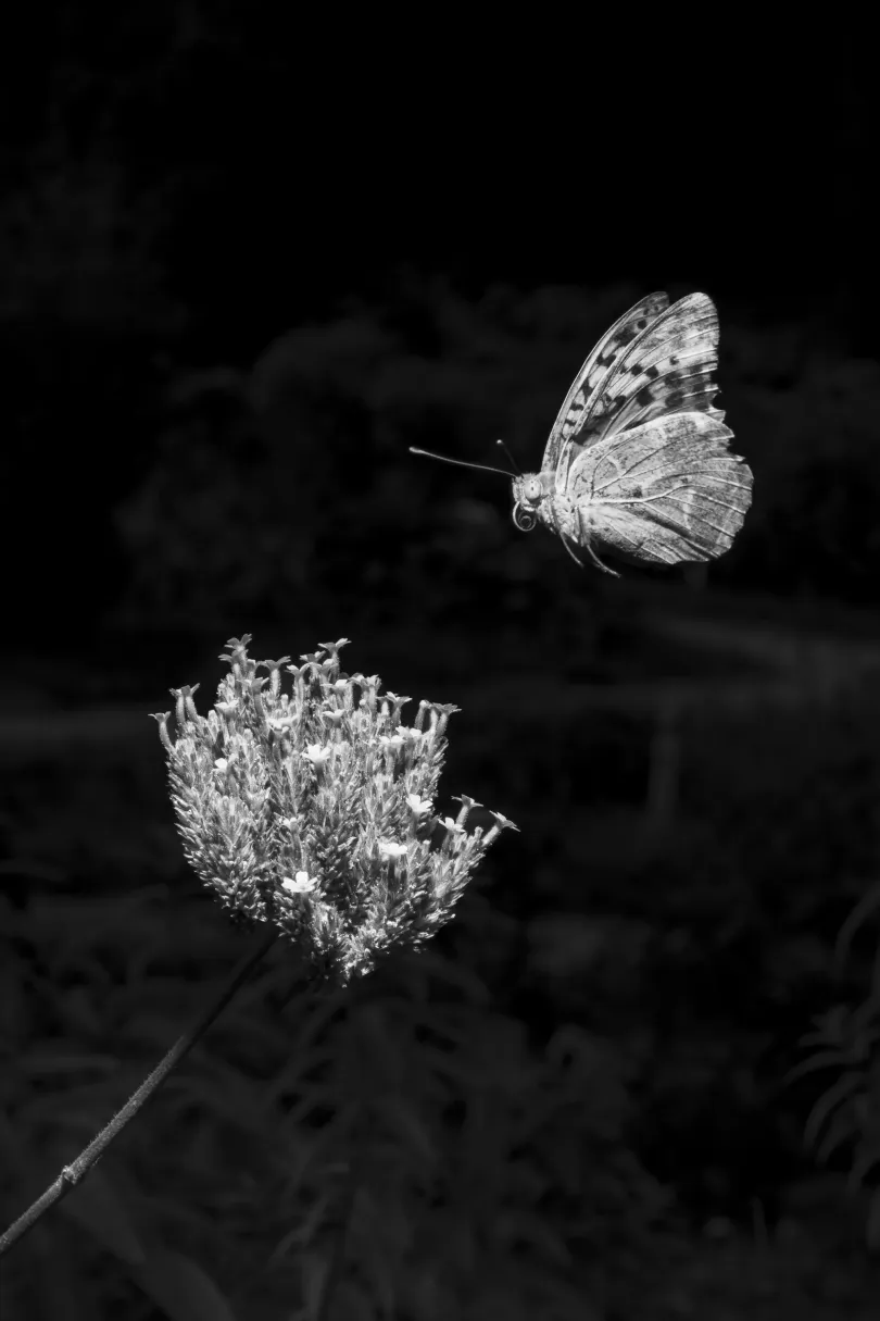 A beporzó rovarok létfontosságú lakói a kertnek / Mula-mula (Ptilotus) / Dália (Dahlia) / Végzetcserje (Clerodendrum) – Fotó: Urbán Ádám