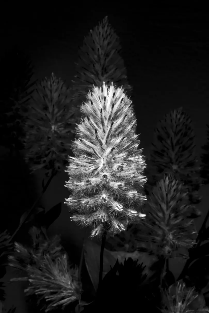 A beporzó rovarok létfontosságú lakói a kertnek / Mula-mula (Ptilotus) / Dália (Dahlia) / Végzetcserje (Clerodendrum) – Fotó: Urbán Ádám