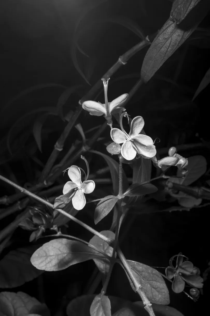 A beporzó rovarok létfontosságú lakói a kertnek / Mula-mula (Ptilotus) / Dália (Dahlia) / Végzetcserje (Clerodendrum) – Fotó: Urbán Ádám