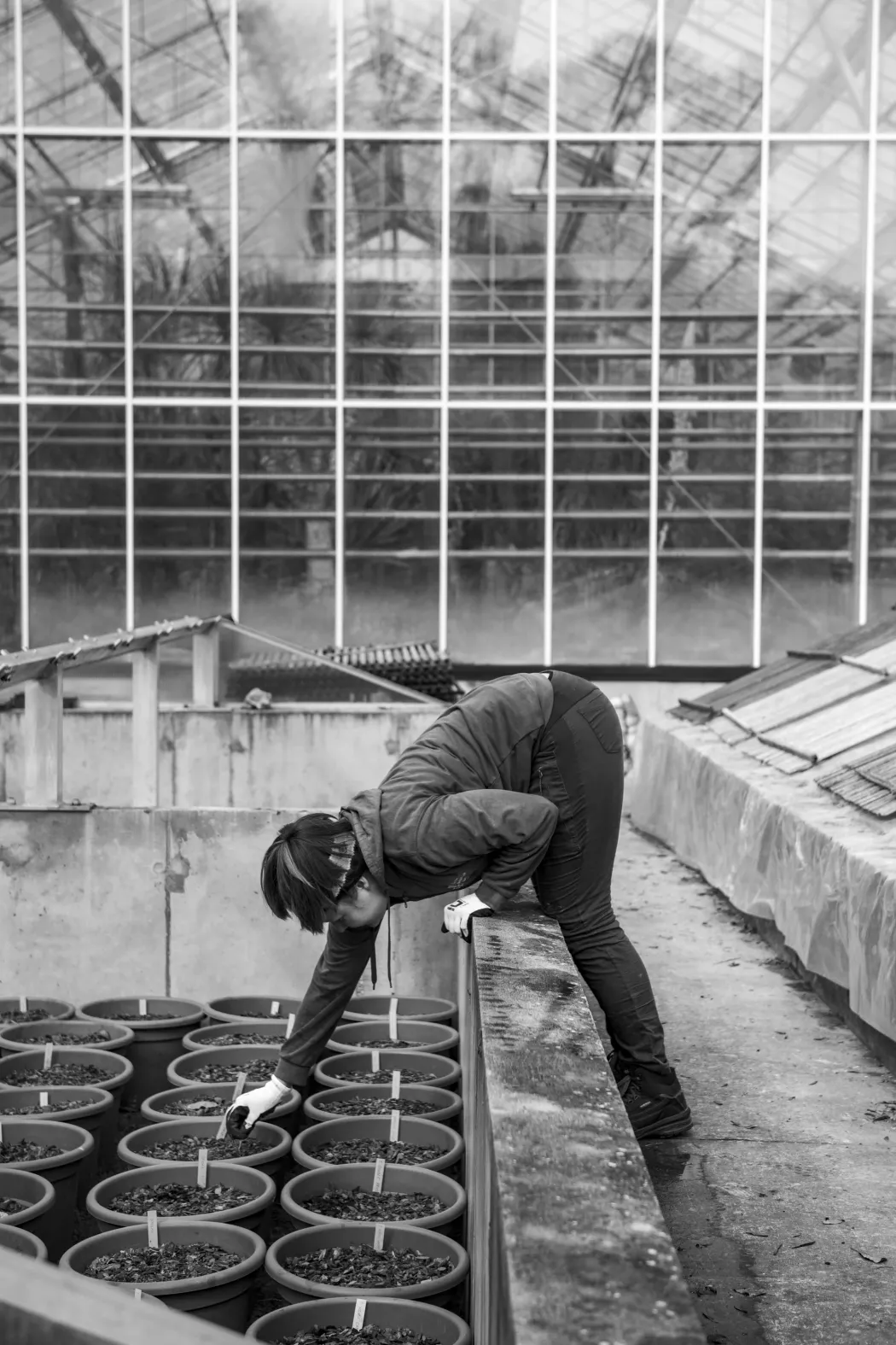 A teleltetés után kinyitják a mélyágyásokat. Minden tavasszal több tízezer tulipánhagyma virágai pompáznak a növényágyásokban – Fotó: Urbán Ádám