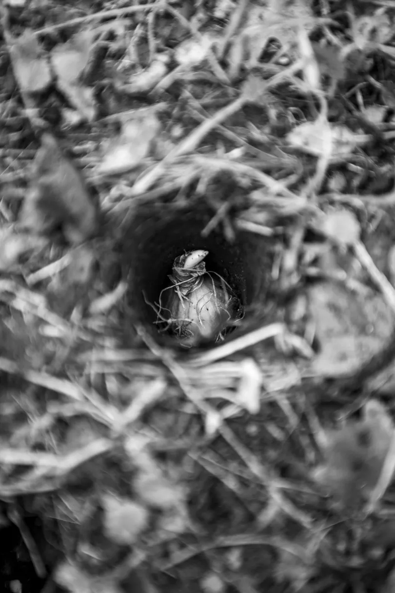 A kert munkatársai évente több botanikai gyűjtőexpedíción vesznek részt szaporítóanyagok beszerzése céljából / A magok, bármilyen aprók, magukban őrzik a növény teljes genetikai állományát – Fotó: Urbán Ádám