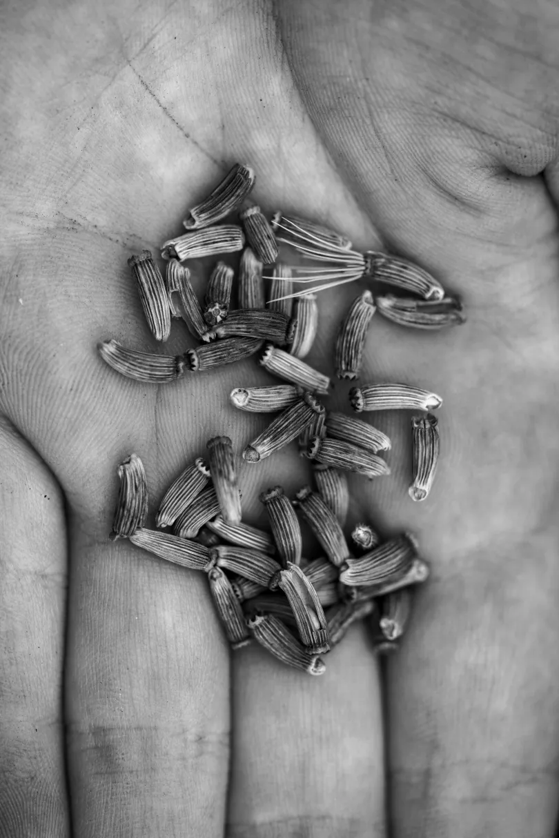 A kert munkatársai évente több botanikai gyűjtőexpedíción vesznek részt szaporítóanyagok beszerzése céljából / A magok, bármilyen aprók, magukban őrzik a növény teljes genetikai állományát – Fotó: Urbán Ádám