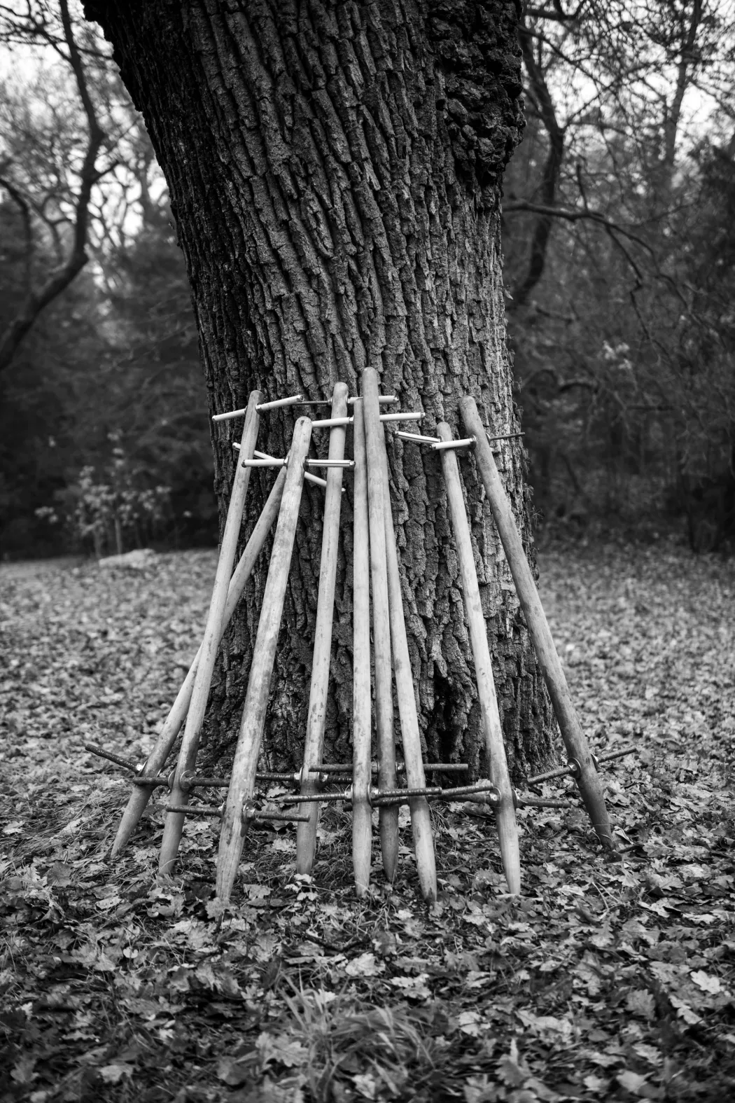 A fatörzshöz támasztott dugványozó eszközök prototípusa a botanikus kert saját fejlesztése – Fotó: Urbán Ádám