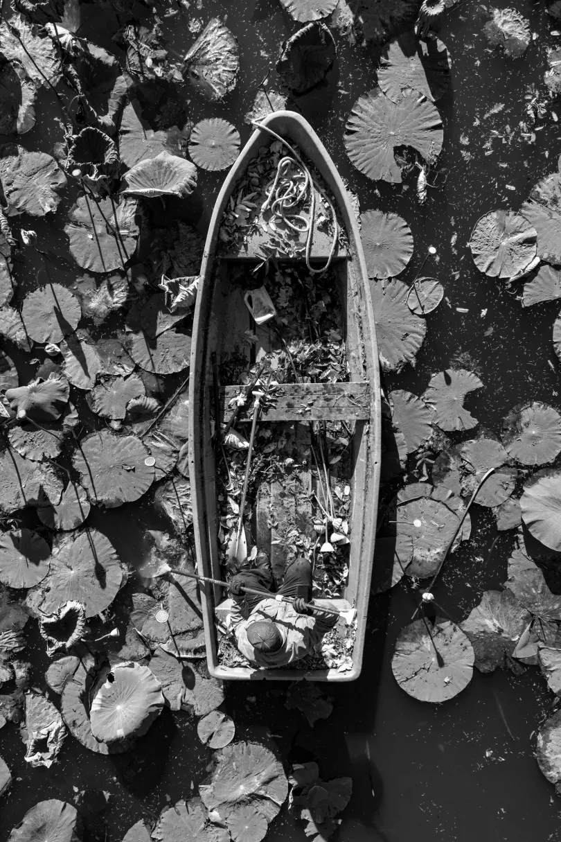 A levágott levelek a komposzttelepre kerülnek / Lótusztermés gyűjtése madártávlatból – Fotó: Urbán Ádám