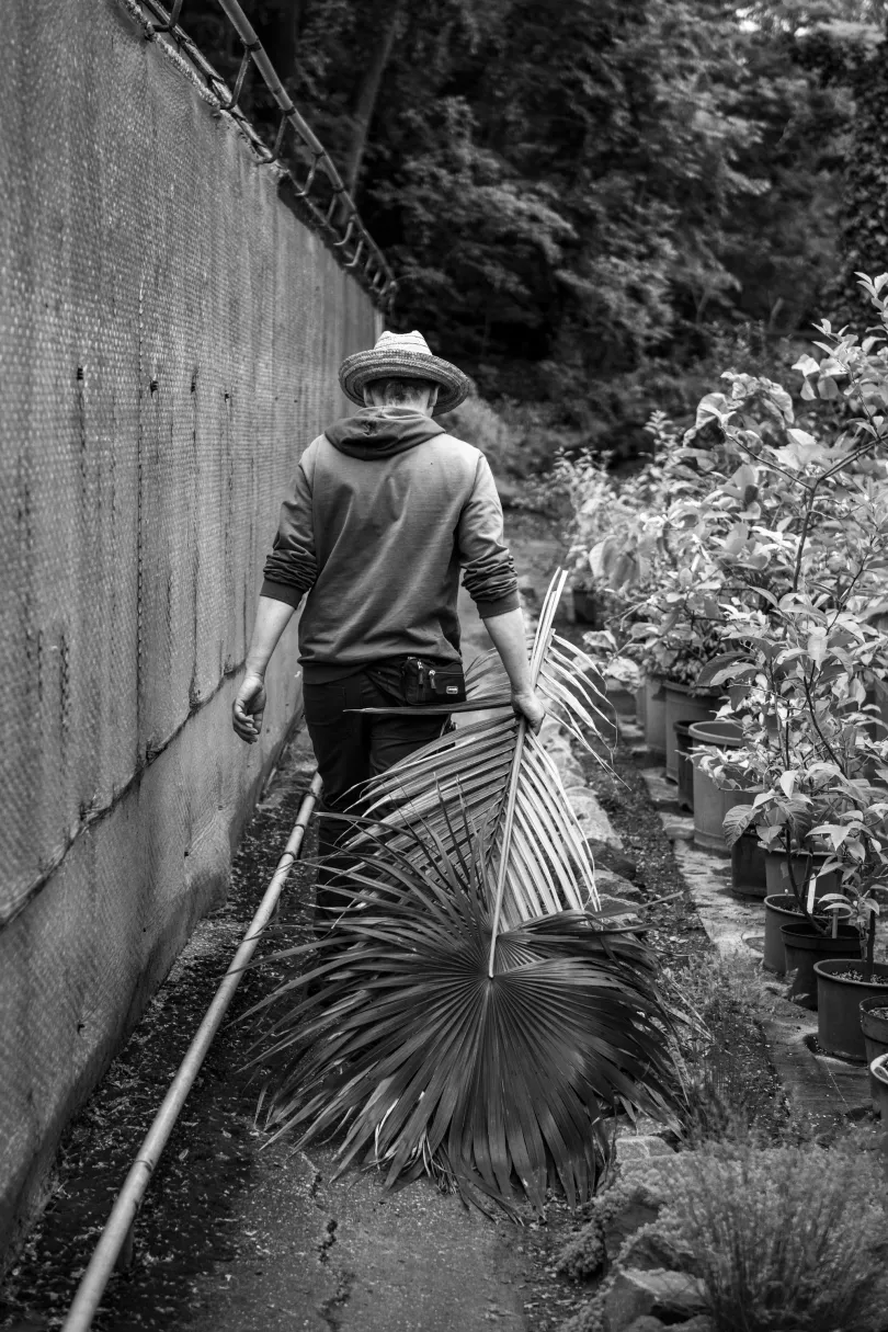 A levágott levelek a komposzttelepre kerülnek / Lótusztermés gyűjtése madártávlatból – Fotó: Urbán Ádám