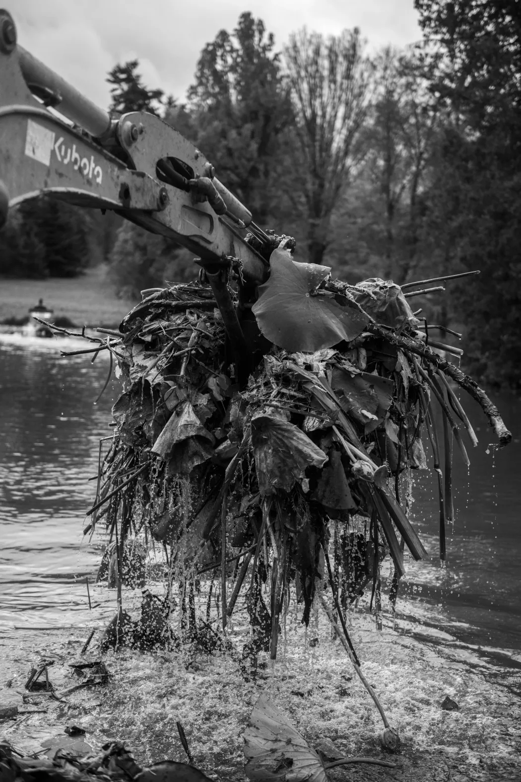Ősszel az indiai lótusz elhervadó leveleit eltávolítják a tóból – Fotó: Urbán Ádám