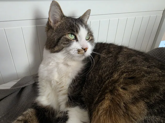 Az első két kép az S26 Ultrával készült, a másik kettő az S26-tal – Fotó: Flachner Balázs / Telex