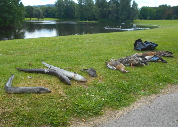 Elhullott állatok a bonni Rheinauenpark sekély vizű tavánál 2018-ban. Az etetés miatti túlszaporodás valamint az ürüléktől és ételmaradéktól elszennyeződött tó oxigénhiányos üledékében elszaporodott a Clostridium botulinum baktérium, ami tömeges pusztulást okozott – Fotó: Spielvogel / Wikipedia