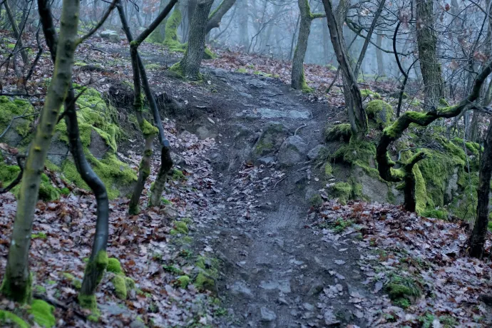 Illegális downhill pálya a Kevélyekben – Fotó: Takács Rita