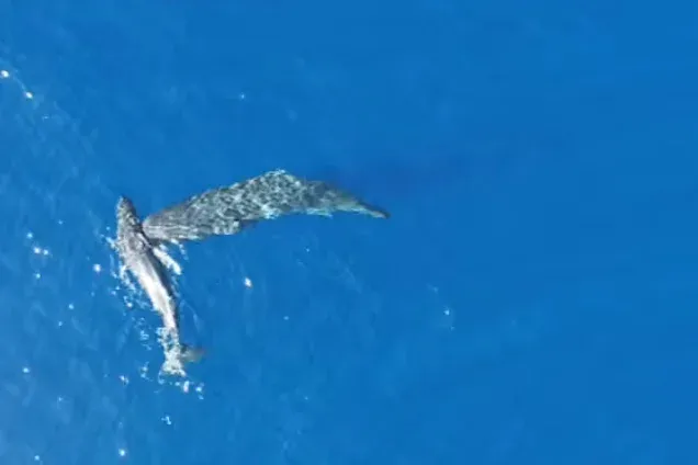 Az ámbráscetek úgy megfejelik egymást, mint Moby Dick a bálnavadászhajót