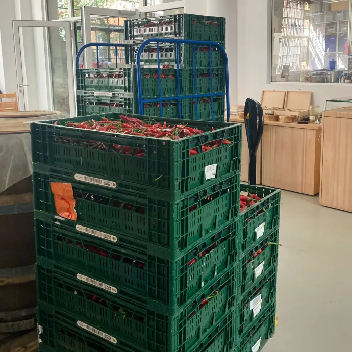 Több ládányi chilipaprika a Mimi Ferments berlini fermentálóműhelyében – Fotó: Makai Edina