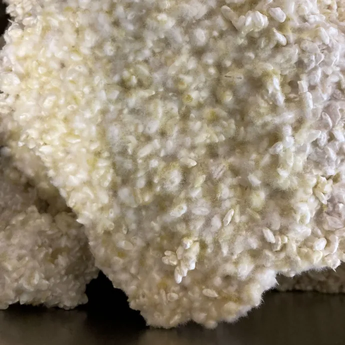 Az első képen a kinevelt kodzsi, a másodikon a kész fermentátumok – Fotó: Makai Edina