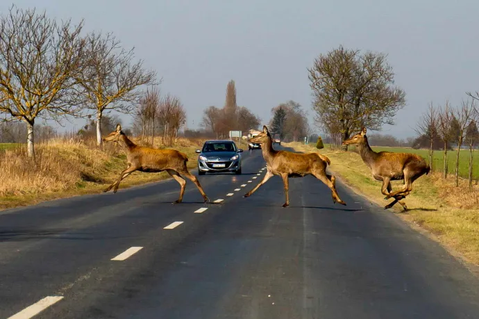 Aggasztóan elszaporodtak Magyarországon a szarvasok