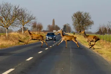 Aggasztóan elszaporodtak Magyarországon a szarvasok