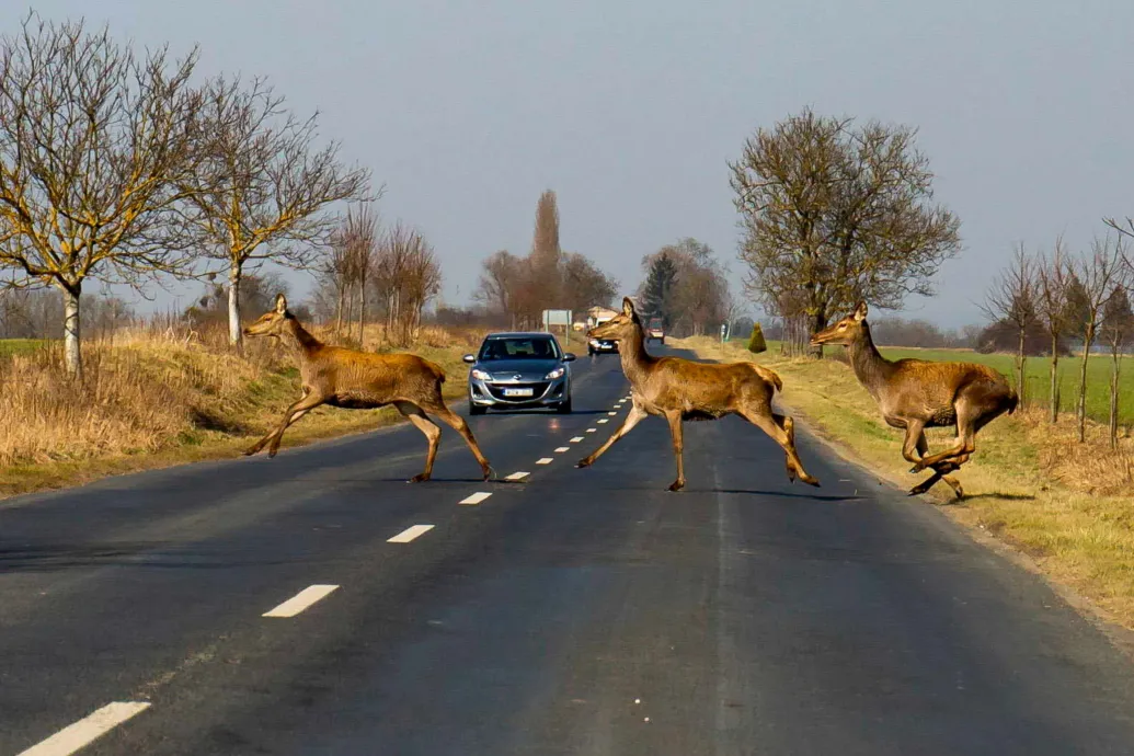 Ütött már el szarvast?