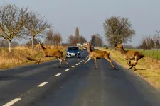 Ütött már el szarvast?