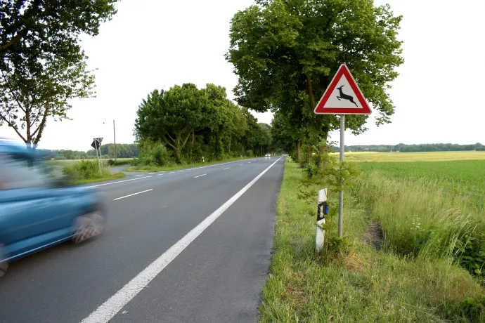 Ütött már el szarvast?