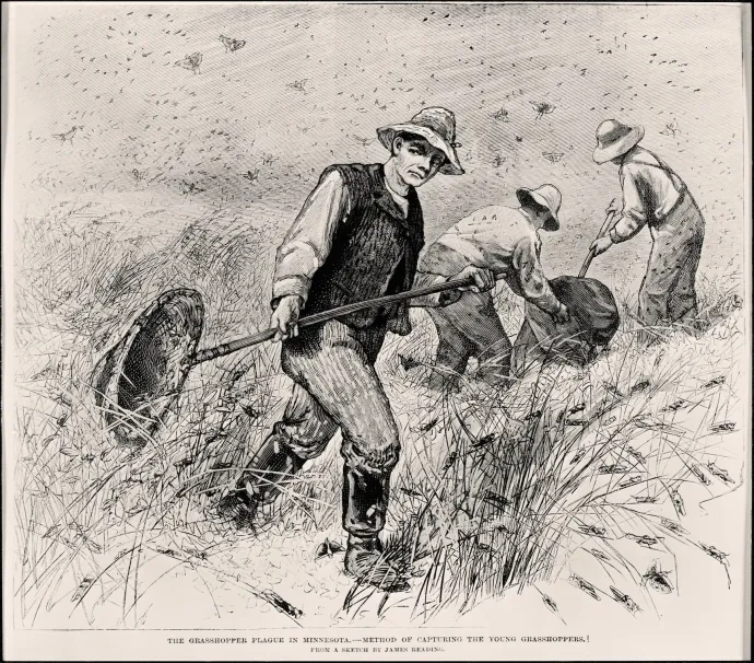 Farmerek begyűjtéssel küzdenek a sáskák ellen egy korabeli metszeten – Forrás: Minnesota Historical Society﻿