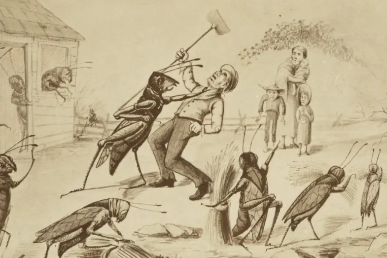 Észak-Amerika pusztító sáskajárásában még a birkák hátáról is leették a gyapjút a rovarok