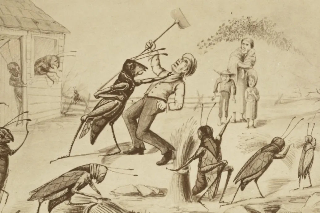 Észak-Amerika pusztító sáskajárásában még a birkák hátáról is leették a gyapjút a rovarok