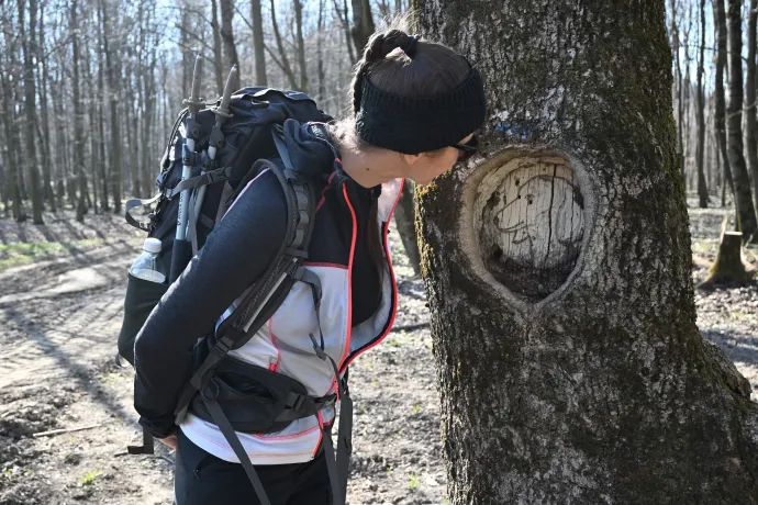 Fakutya, Vitányvár, Rockenbauer emlékfa – Fotó: Tenczer Gábor / Telex