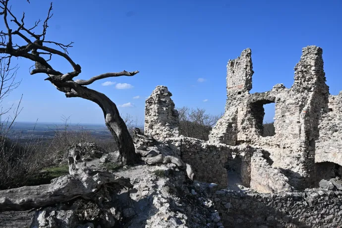 Fakutya, Vitányvár, Rockenbauer emlékfa – Fotó: Tenczer Gábor / Telex