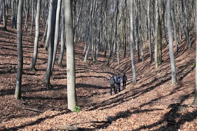 Kőhányáspuszta, bükk-katedrális, Oroszlánkői-barlang – Fotó: Tenczer Gábor / Telex