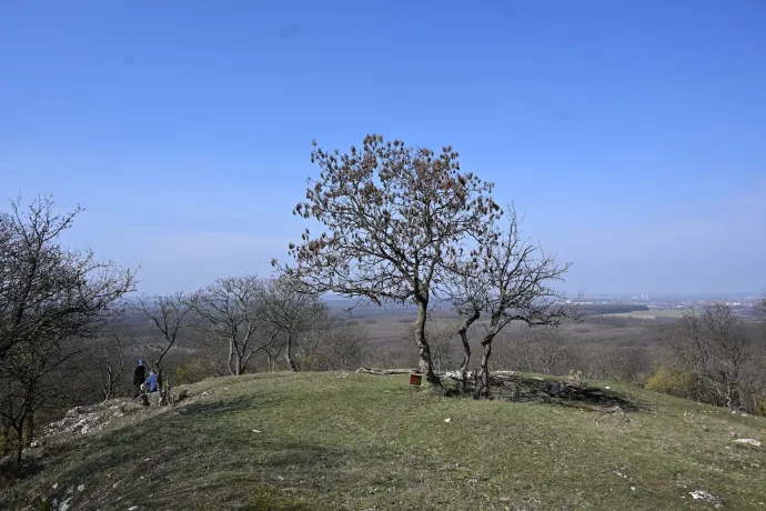Kőhányáspuszta, bükk-katedrális, Oroszlánkői-barlang – Fotó: Tenczer Gábor / Telex