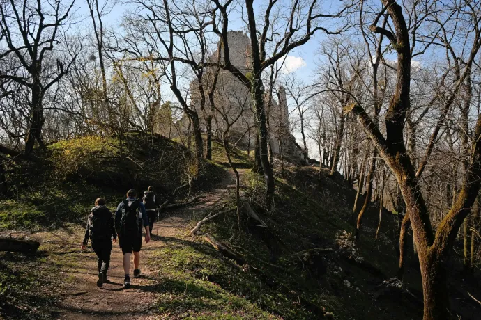 Fakutya, Vitányvár, Rockenbauer emlékfa – Fotó: Tenczer Gábor / Telex