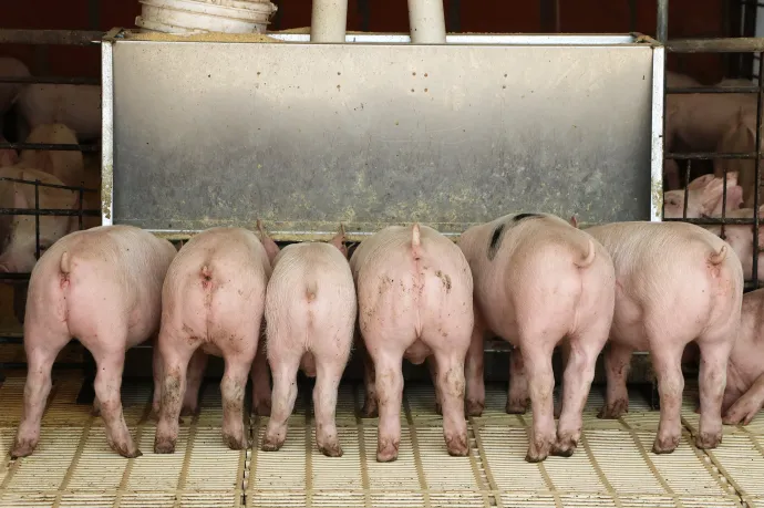 Bászna Gabona: hiába került előzetesbe a cégvezető, a bukott gabonacég társvállalata is sokaknak tartozik