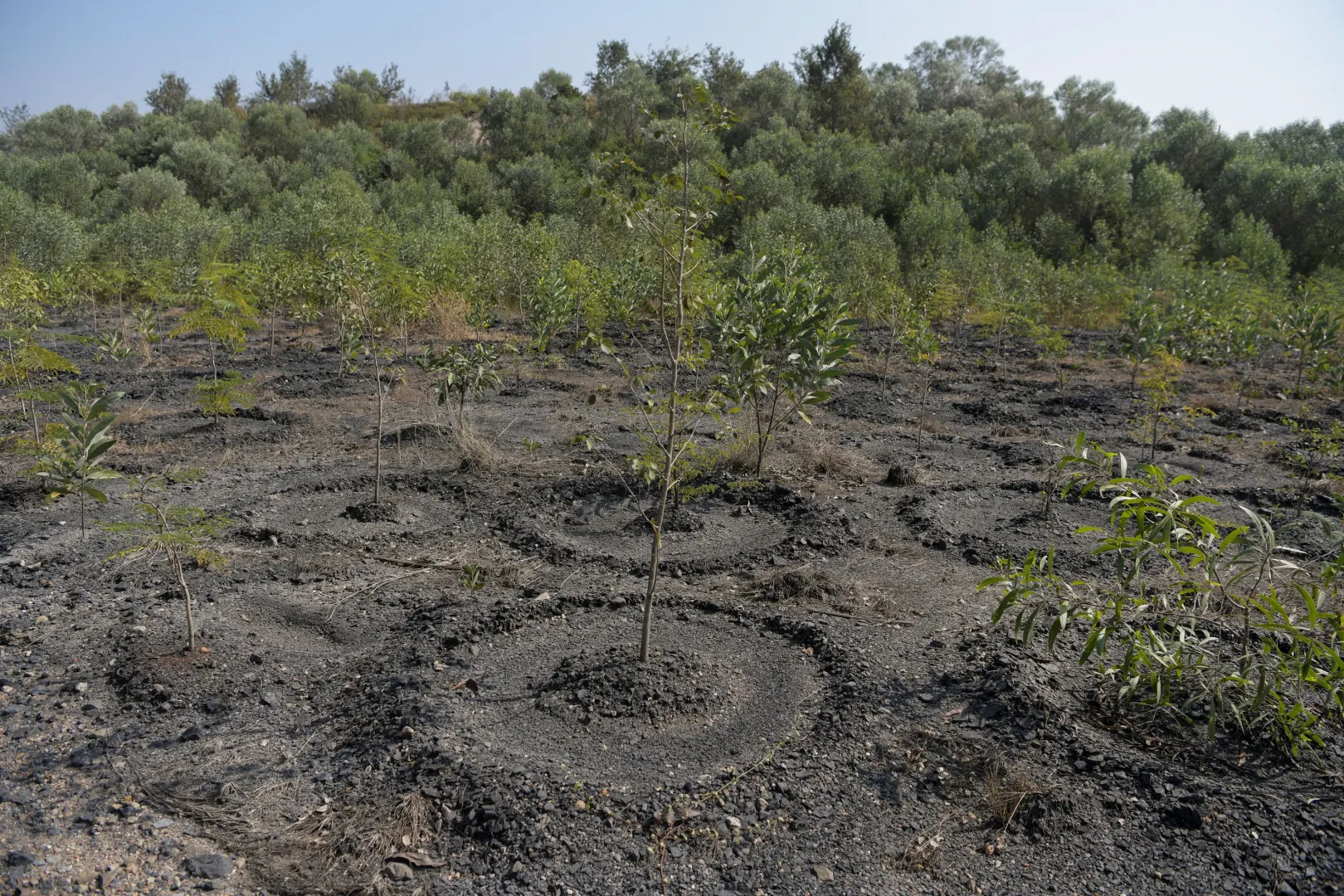 A rekultiváció részeként fákat ültettek a bezárt Jagannathpur külszíni bányában, az indiai Balrampurban 2025. november 18-án – Fotó: Avijit Ghosh / Reuters