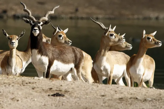 Lelőttek egy fiatal antilopot Bécsben, a Schönbrunni Állatkertben