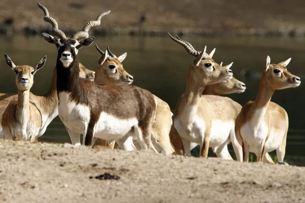 Lelőttek egy fiatal antilopot Bécsben, a Schönbrunni Állatkertben