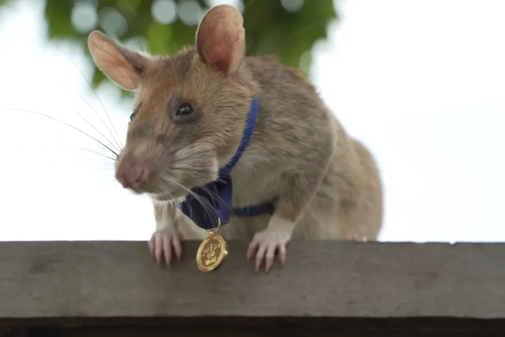 Aknakereső patkány tiszteletére avattak szobrot Kambodzsában