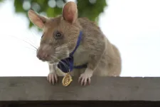 Aknakereső patkány tiszteletére avattak szobrot Kambodzsában