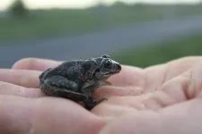 Tíz éve még hemzsegtek a békák Farmoson, idén kevesebb mint százat mentettek meg