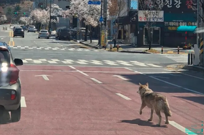Több százan keresnek egy szökött farkast egy dél-koreai nagyváros utcáin