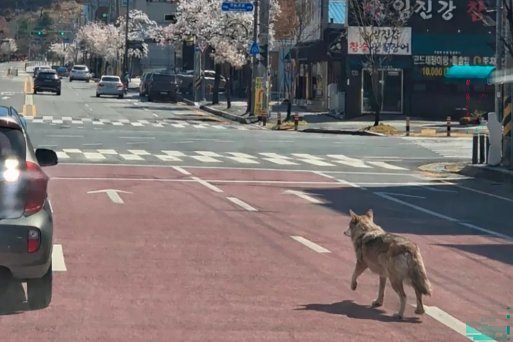 Több százan keresnek egy szökött farkast egy dél-koreai nagyváros utcáin