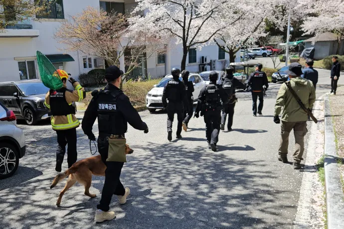 Több százan keresnek egy szökött farkast egy dél-koreai nagyváros utcáin