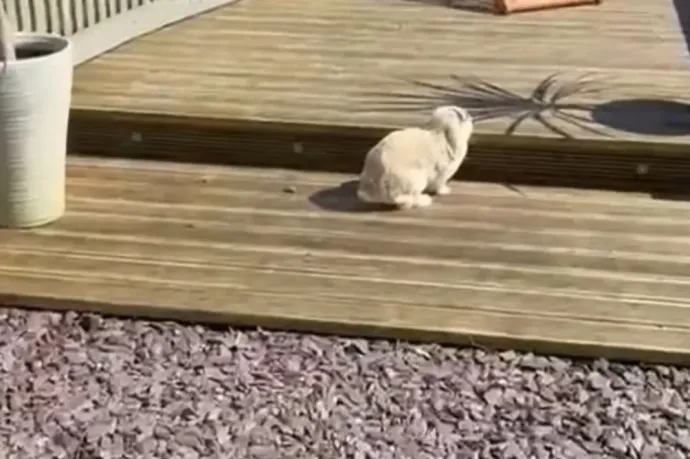 Húsvéti csoda: négy év után tért haza a családjától elvándorolt nyúl