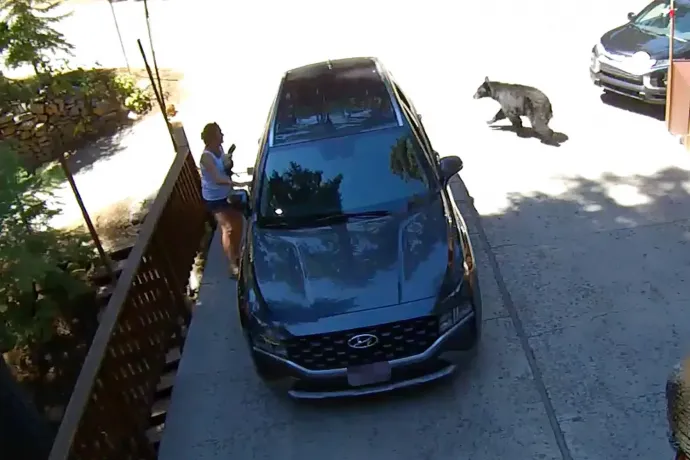 Kiment a kaliforniai nő a garázs elé, mire kimászott a kocsijából egy medve