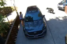 Kiment a kaliforniai nő a garázs elé, mire kimászott a kocsijából egy medve