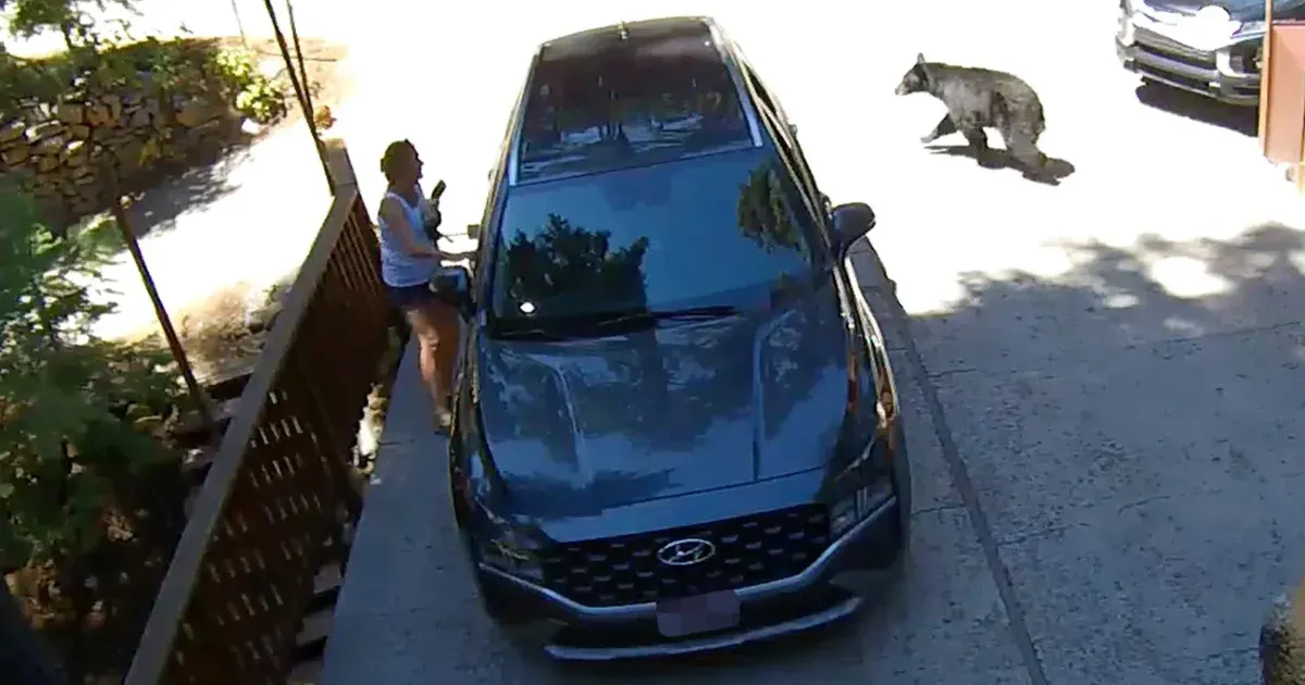 Kiment a kaliforniai nő a garázs elé, mire kimászott a kocsijából egy medve