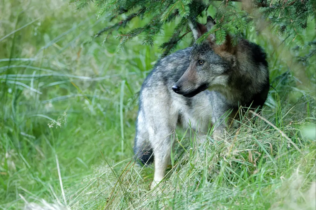 Telefonját nyomkodta a két szülő Amerikában, miközben a gyerekük a farkasok kifutójába nyúlkált